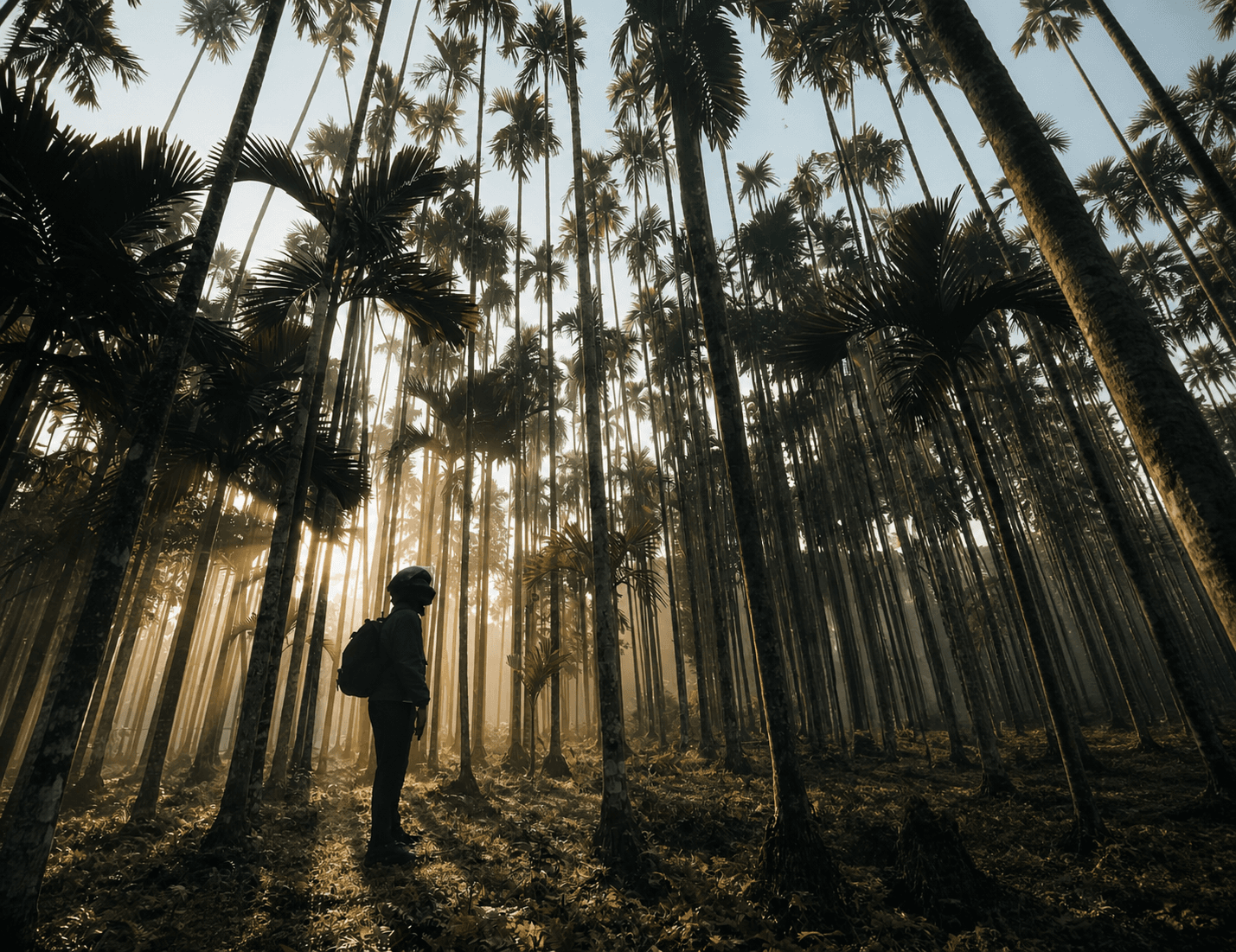 Standing in a grove of tall areca palms with morning sun cutting between the trunks